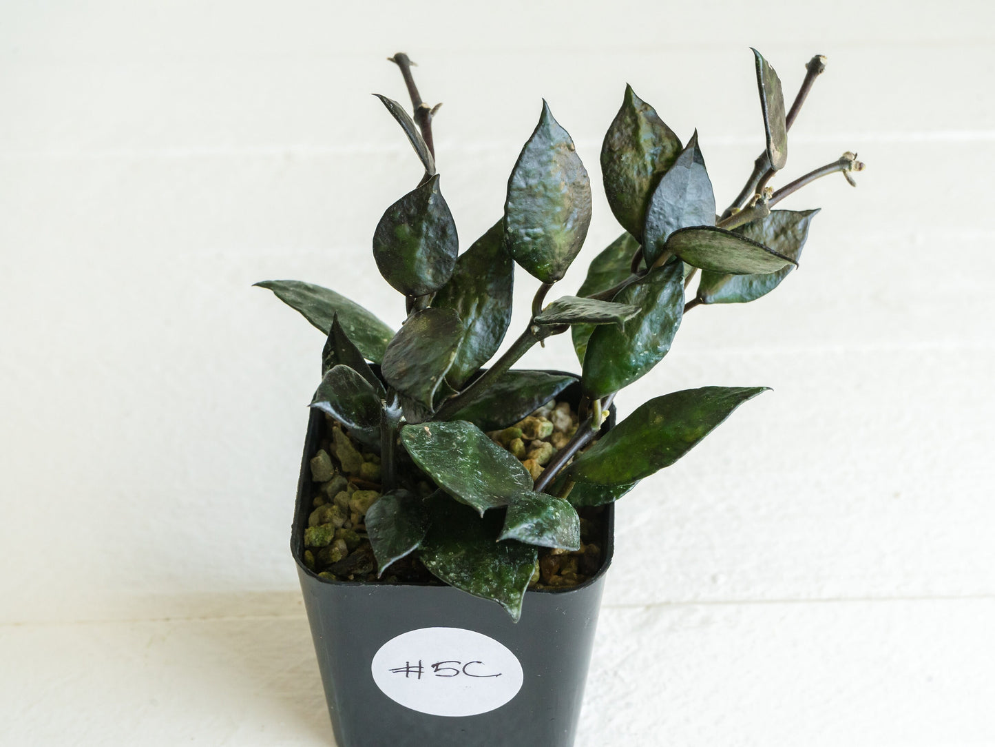 Hoya krohniana 'Black' | 2-Inch