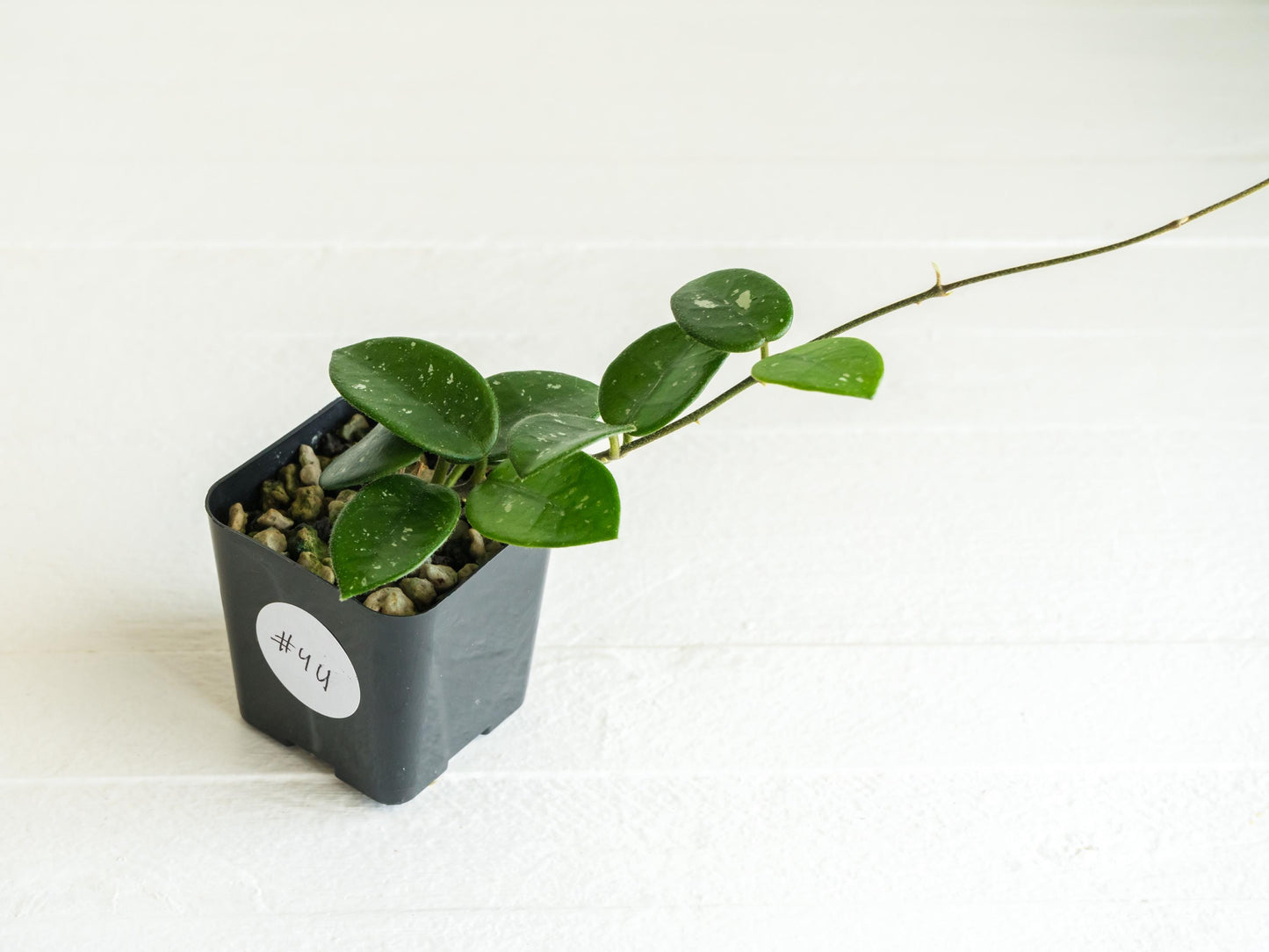 Hoya Mathilde | 2-Inch