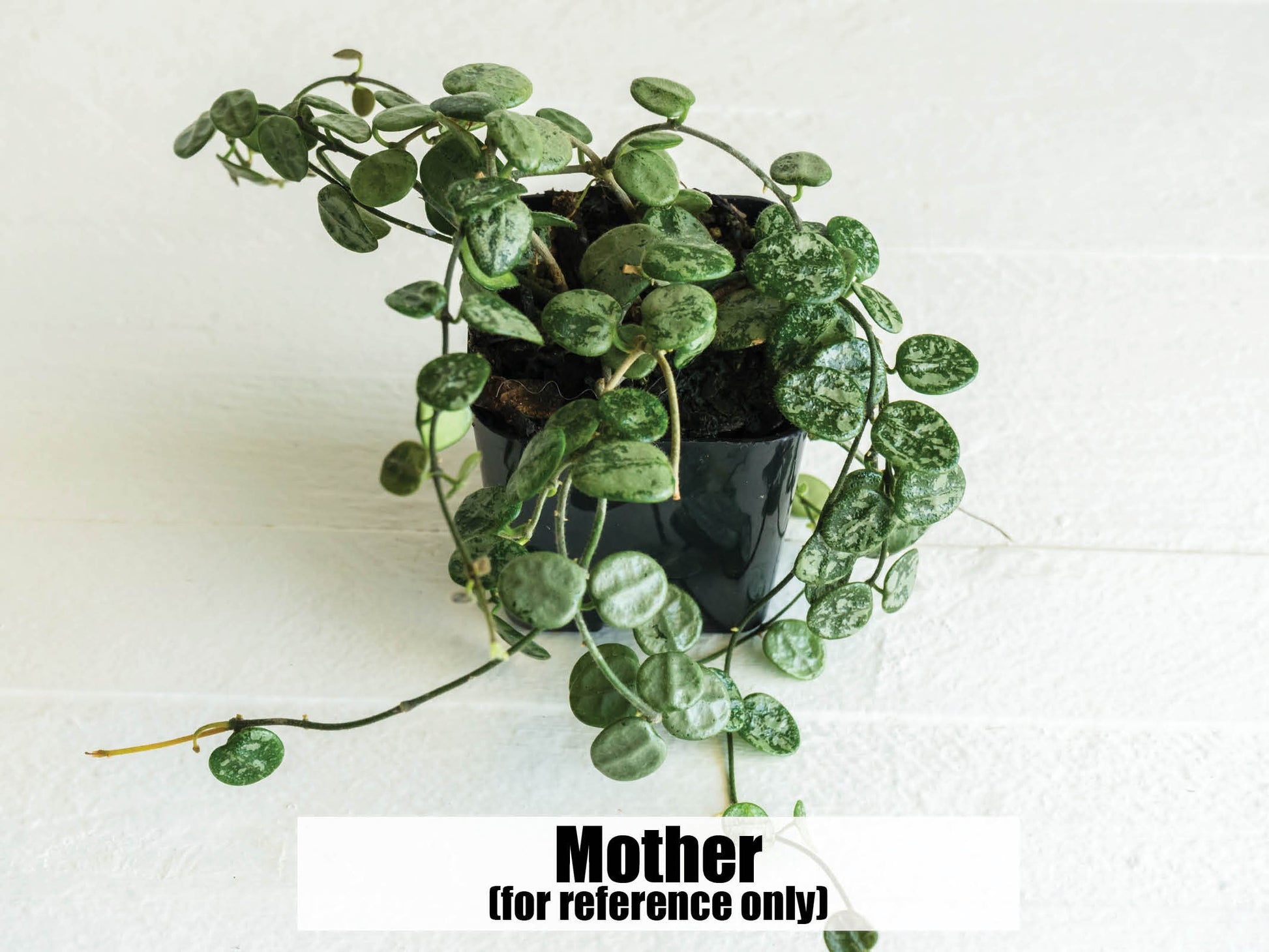 Hoya serpens (Splash) | 2-Inch