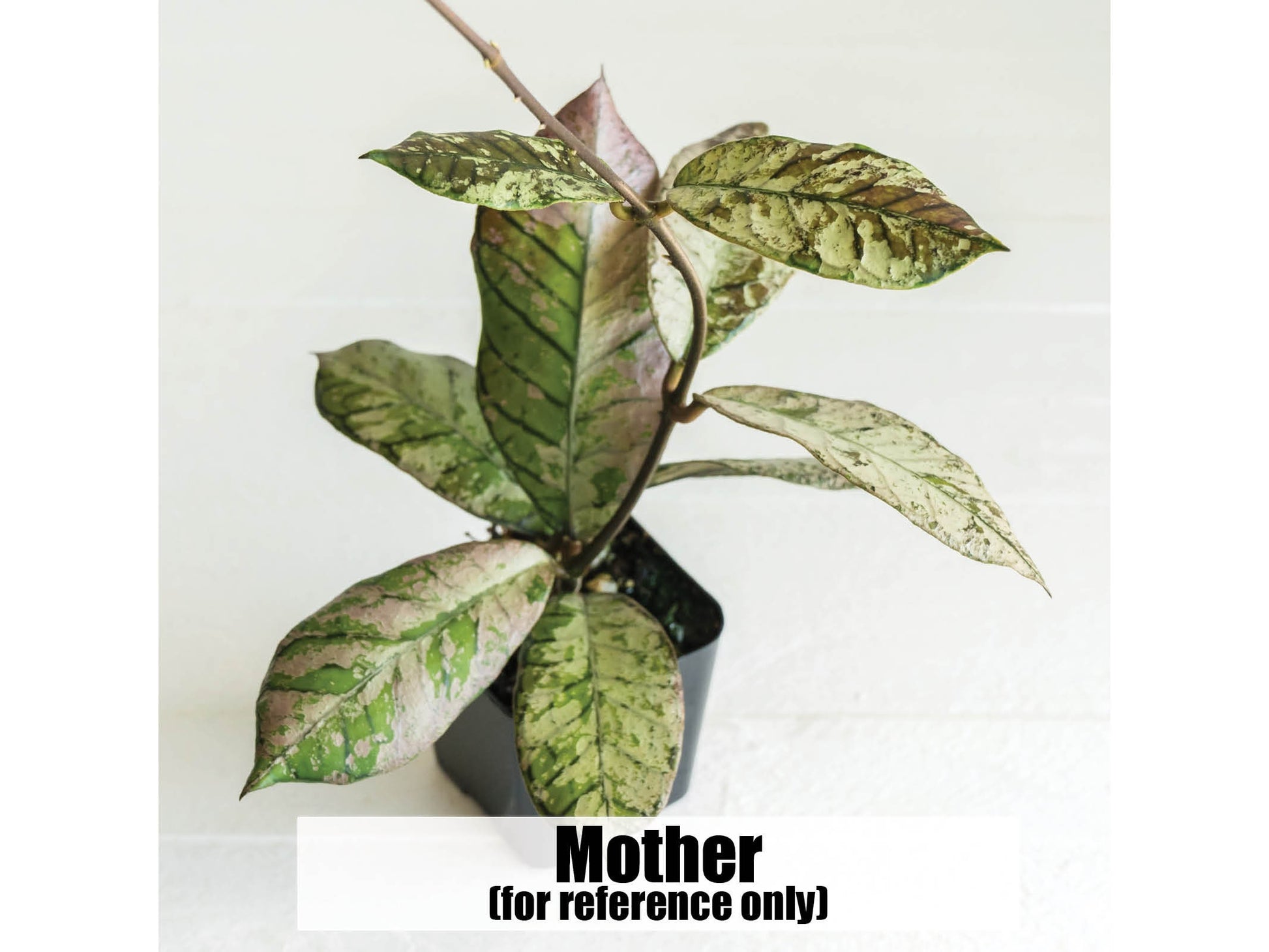Hoya gunung gading 'Ghost' (Silver) | 2-Inch
