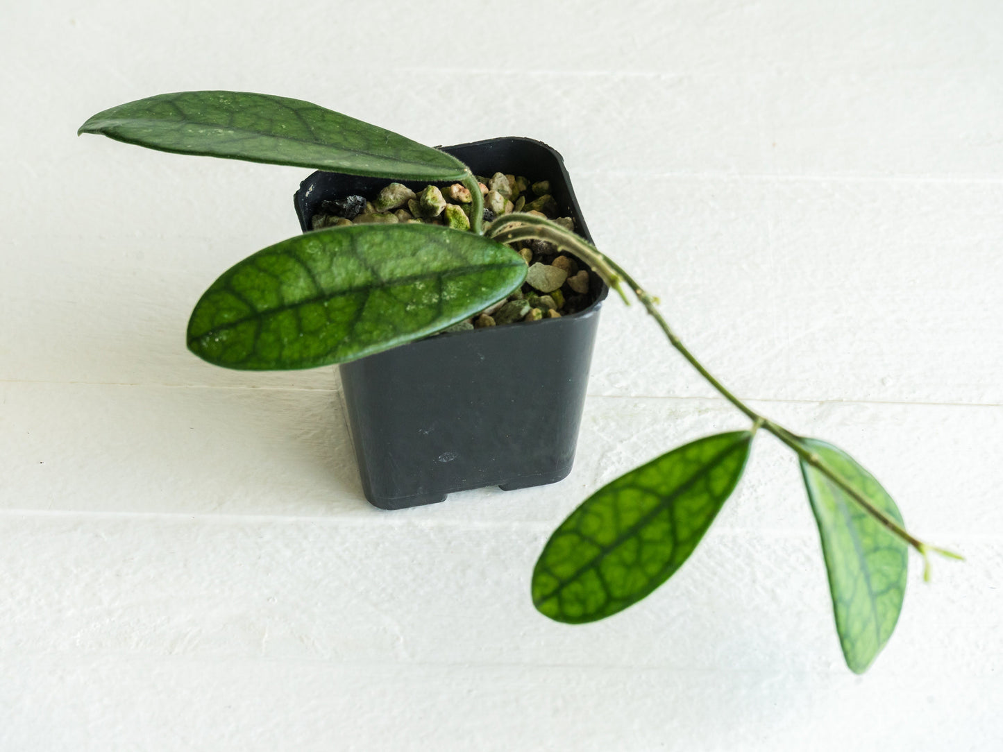 Hoya Lyi NOID | 2-Inch