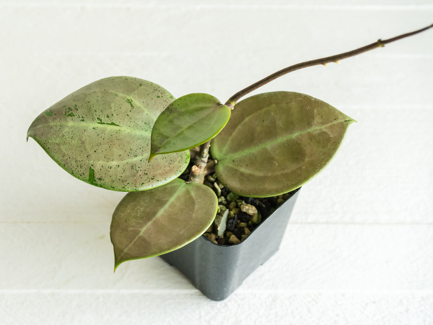 Hoya Verticillata Heart Leaf Silver | 2-Inch