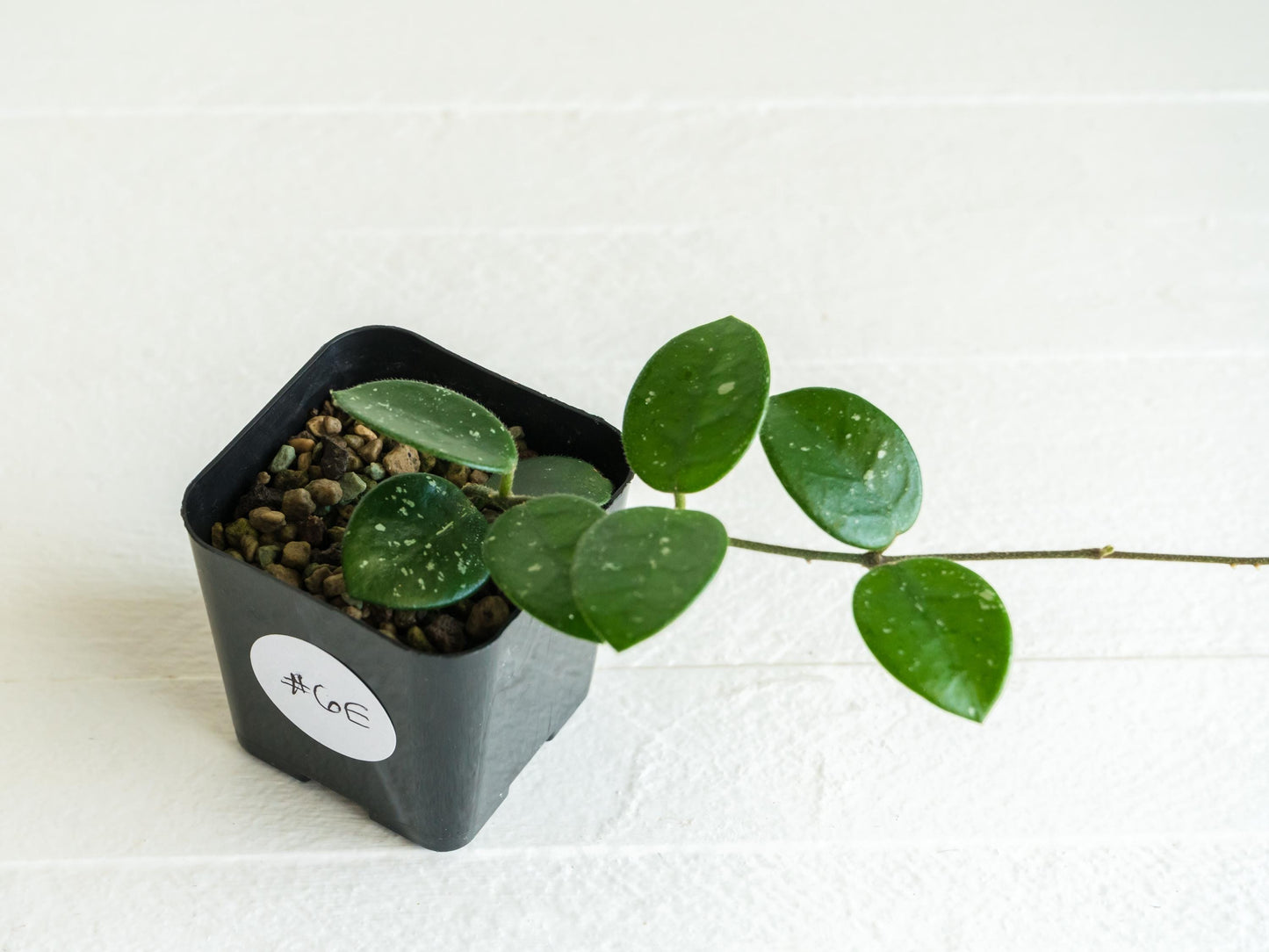 Hoya Mathilde | 2-Inch