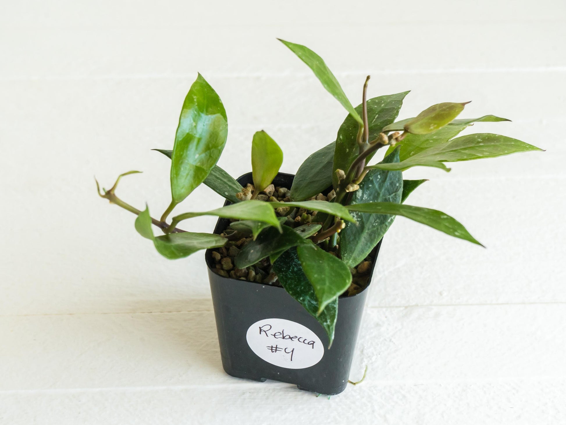 Hoya Rebecca | 2-Inch