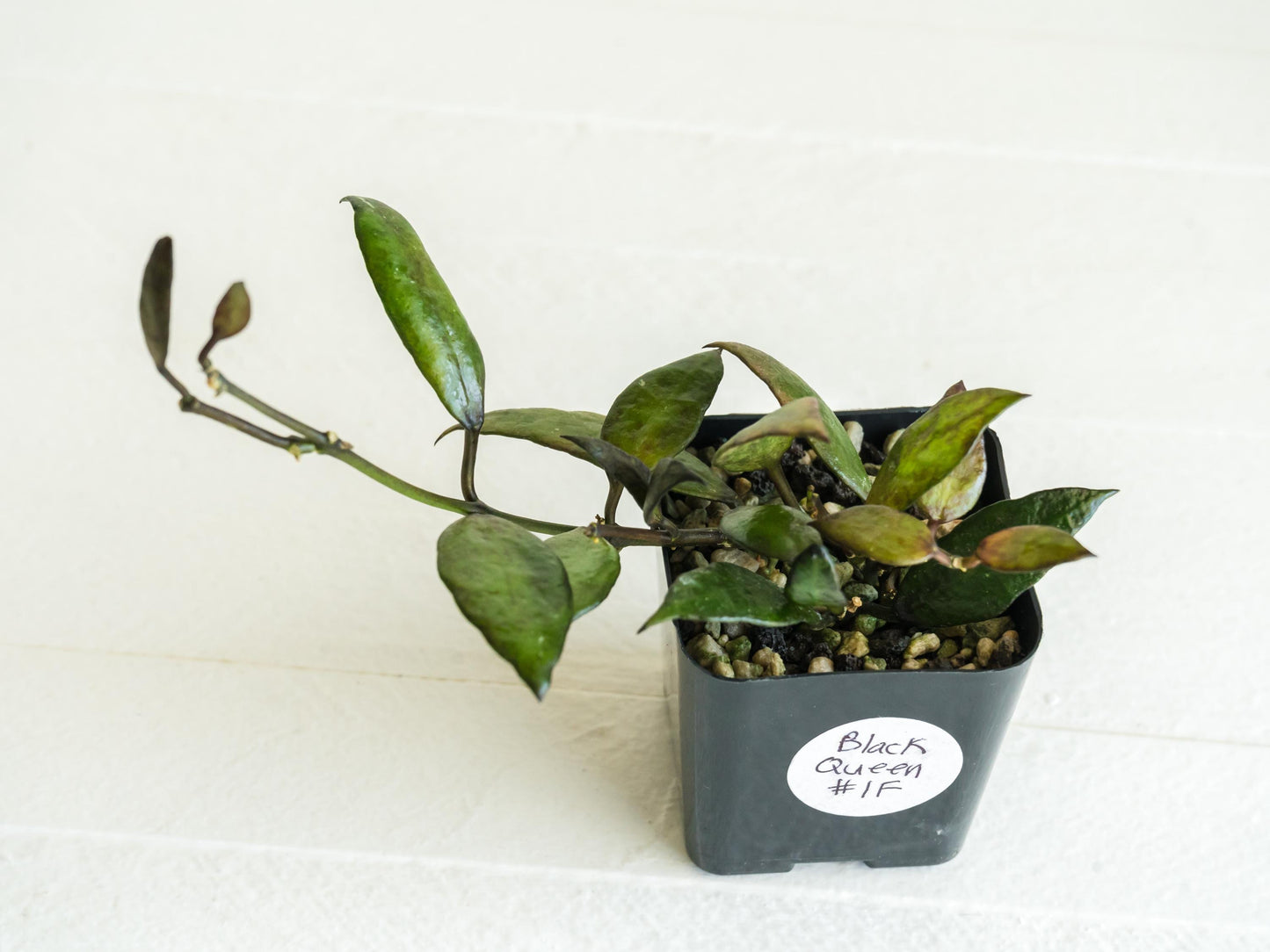 Hoya Lacunosa Black Queen | 2-Inch