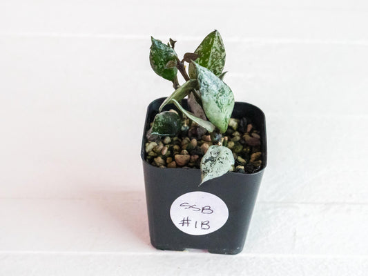 Hoya Krohniana 'Super Silver Black' | 2-Inch