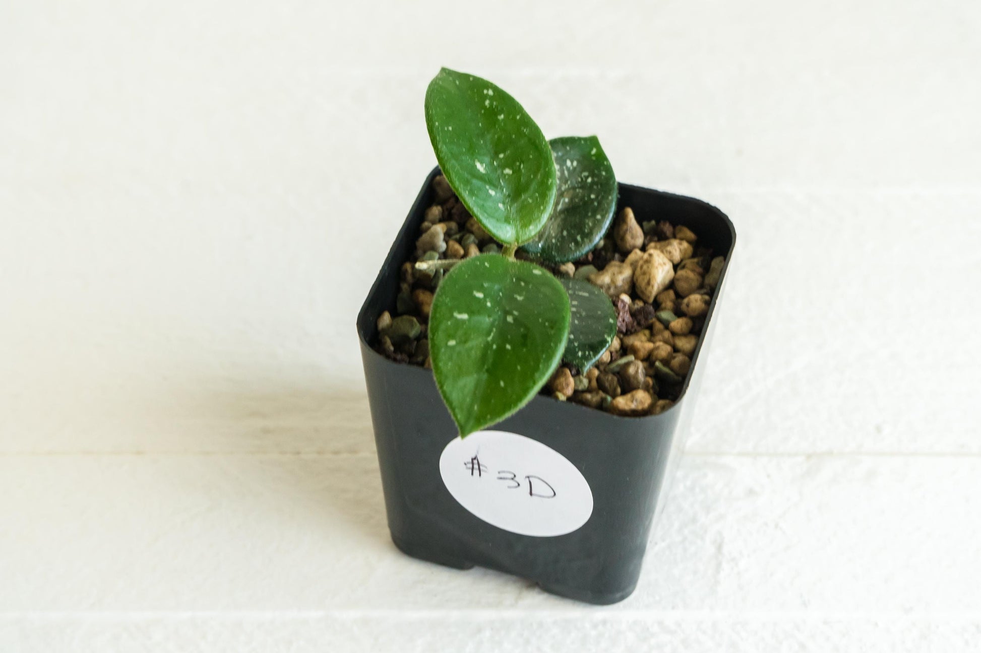 Hoya Mathilde | 2-Inch