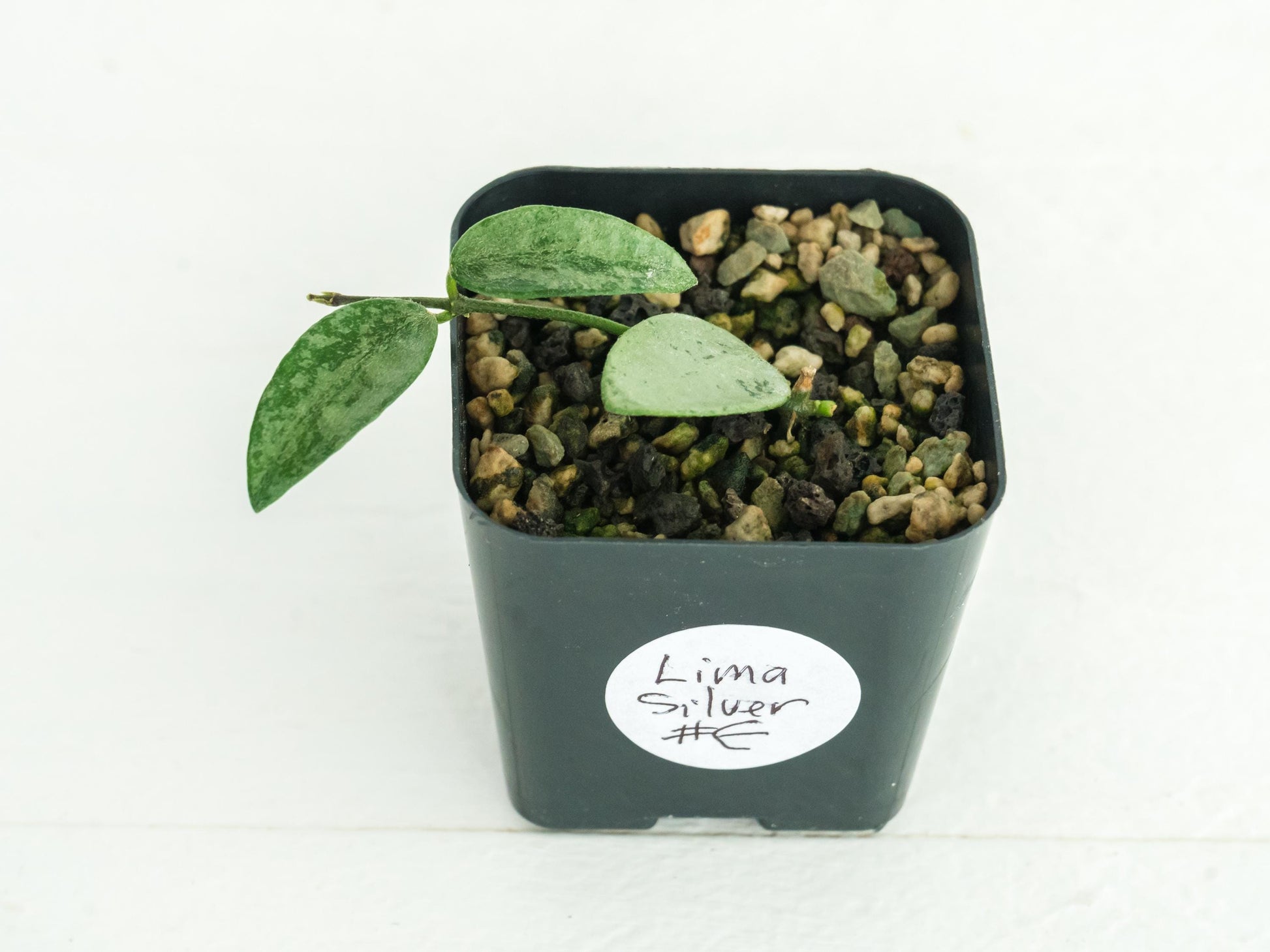 Hoya Lima Silver | 2-Inch