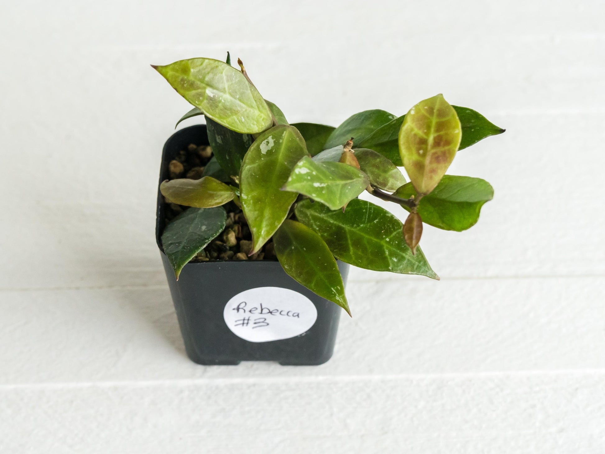 Hoya Rebecca | 2-Inch