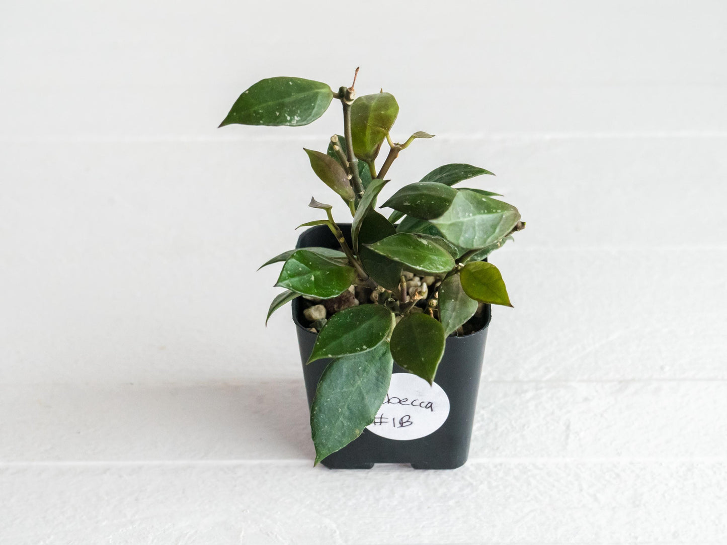 Hoya Rebecca | 2-Inch