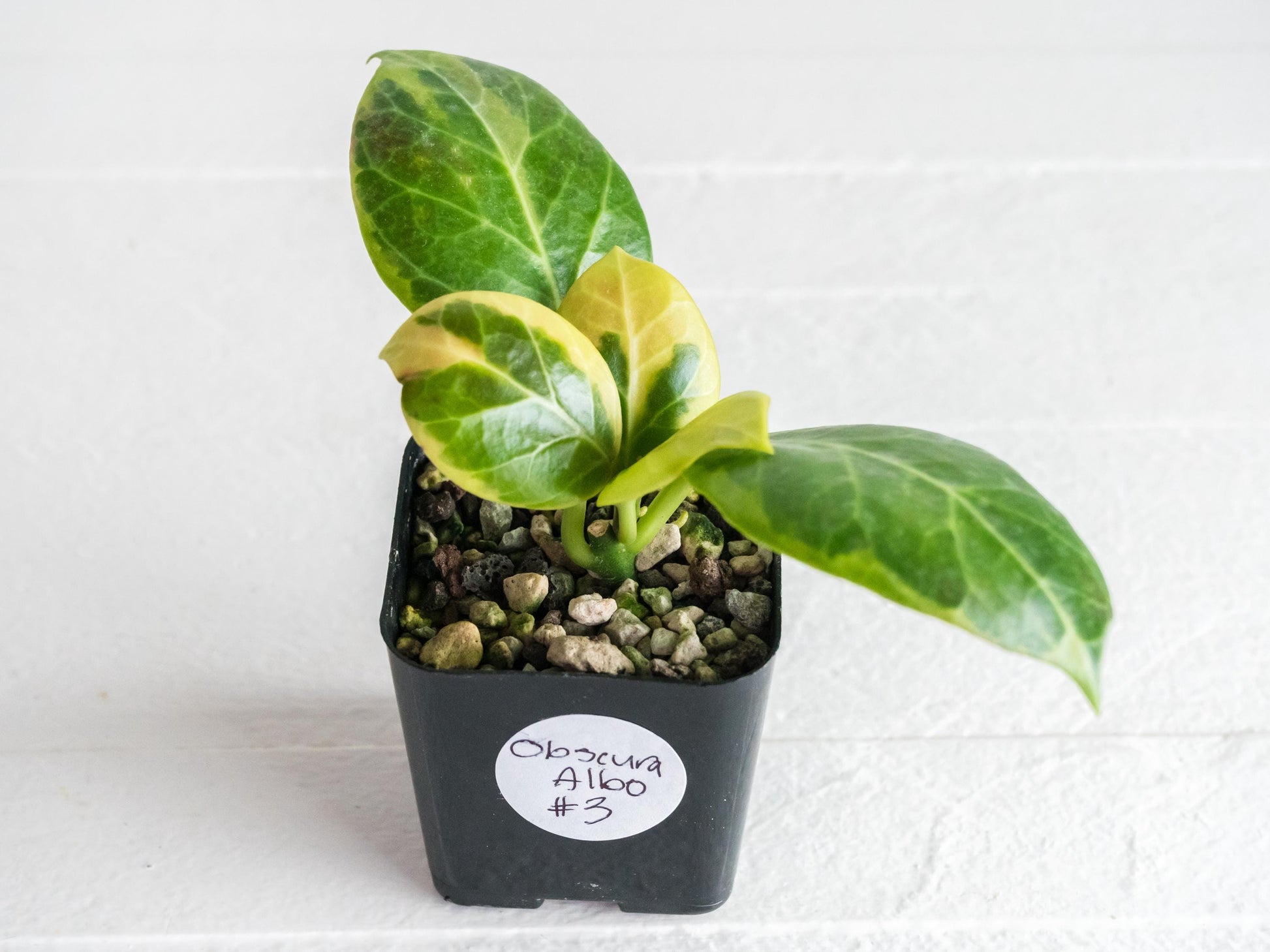 Hoya Obscura Albo | 2-Inch