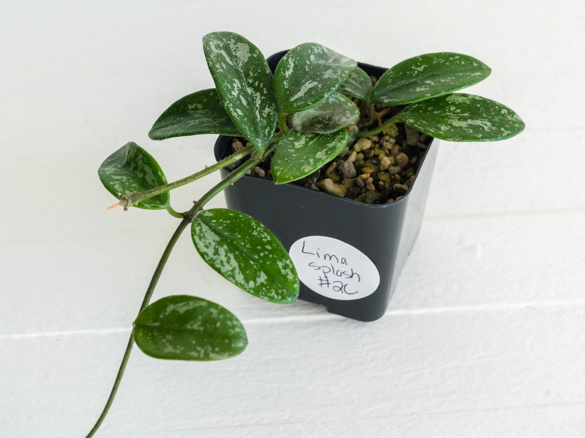 Hoya Lima Splash | 2-Inch