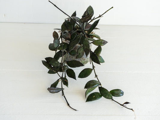 Hoya Lacunosa Black Queen | 3-Inch