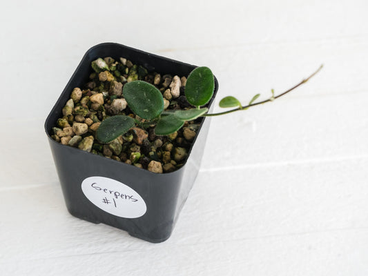 Hoya Serpens | 2-Inch