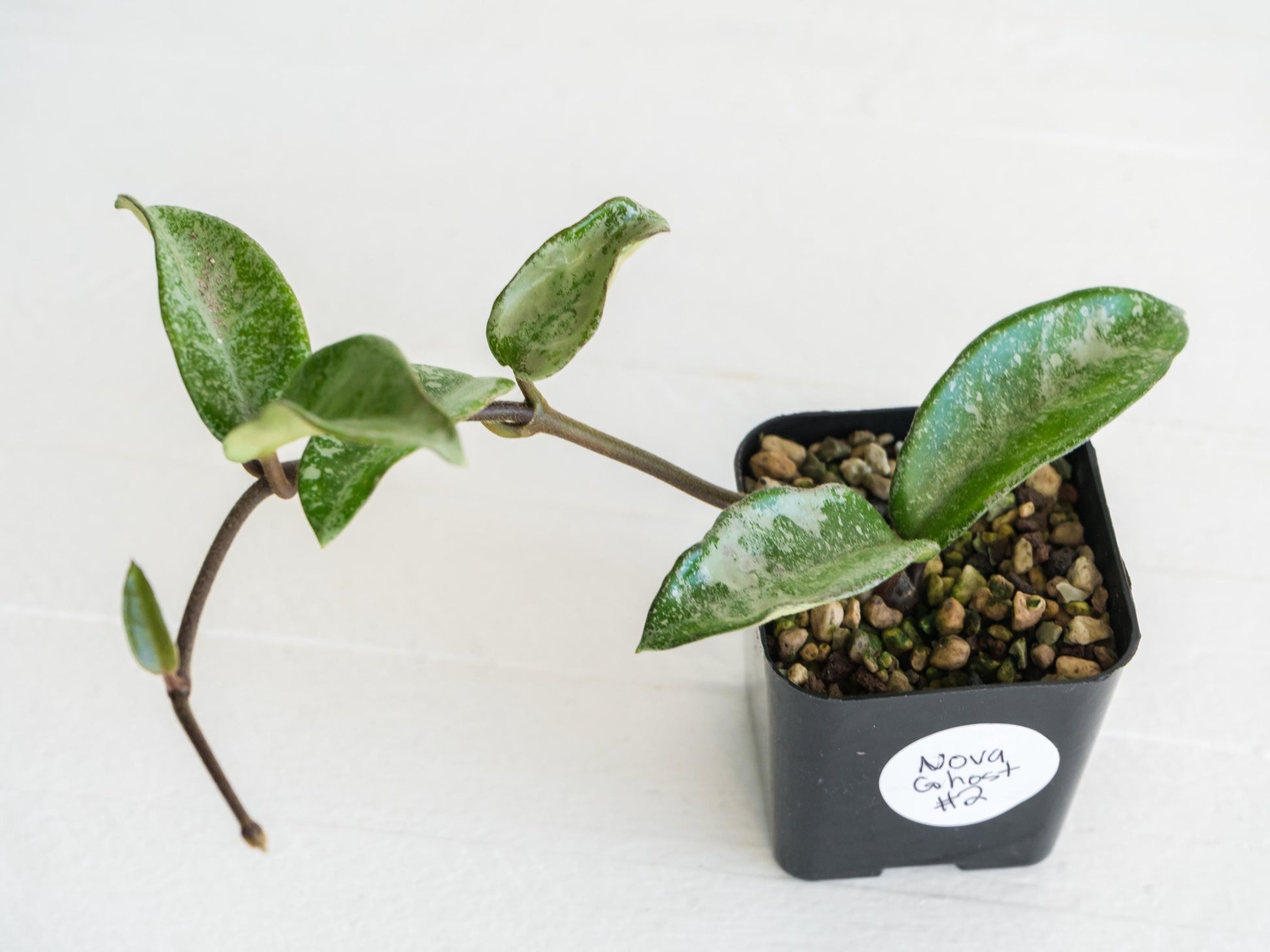 Hoya Nova Ghost | 2-Inch