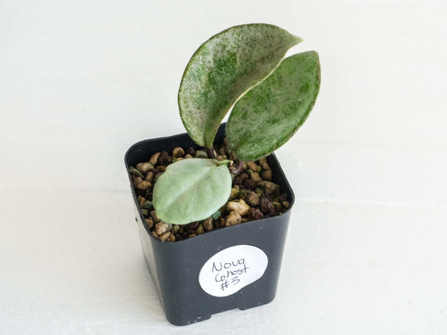 Hoya Nova Ghost | 2-Inch