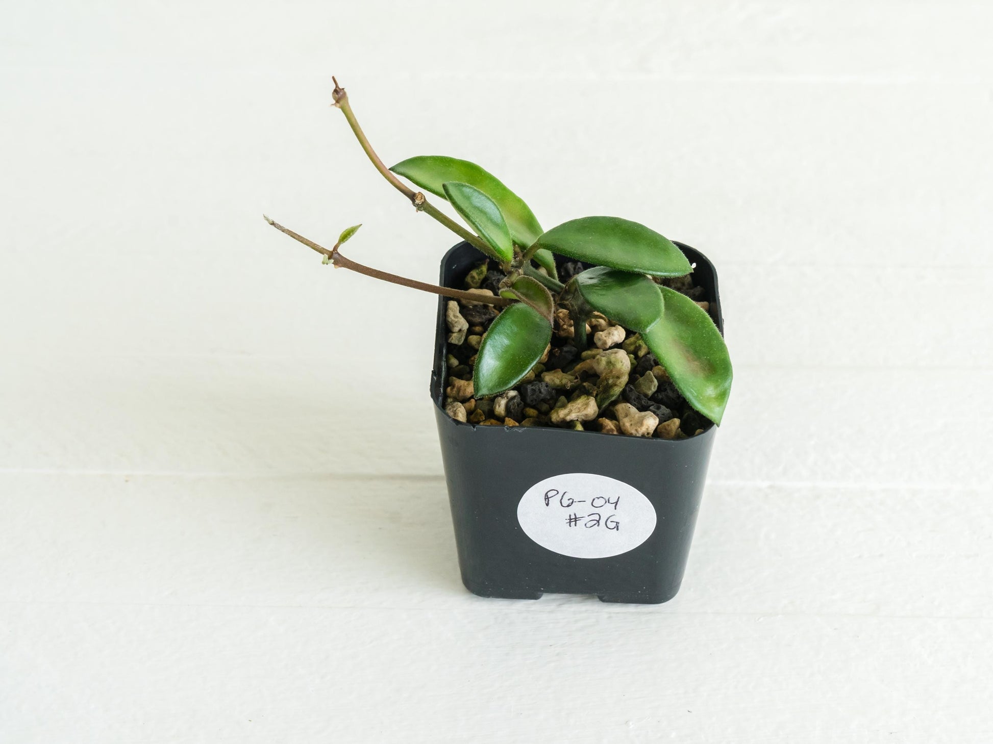 Hoya EPC-319 PG-04 | Mini wayetii or kentiana | 2-Inch