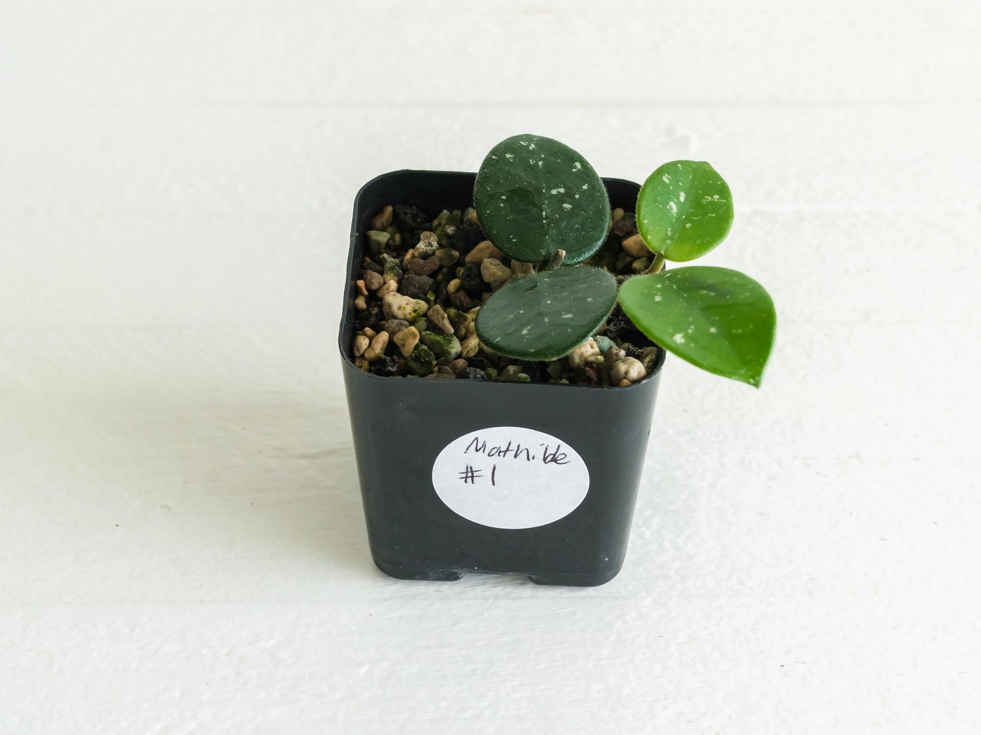 Hoya Mathilde | 2-Inch