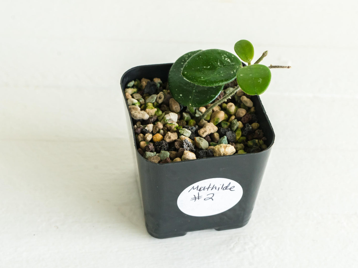 Hoya Mathilde | 2-Inch