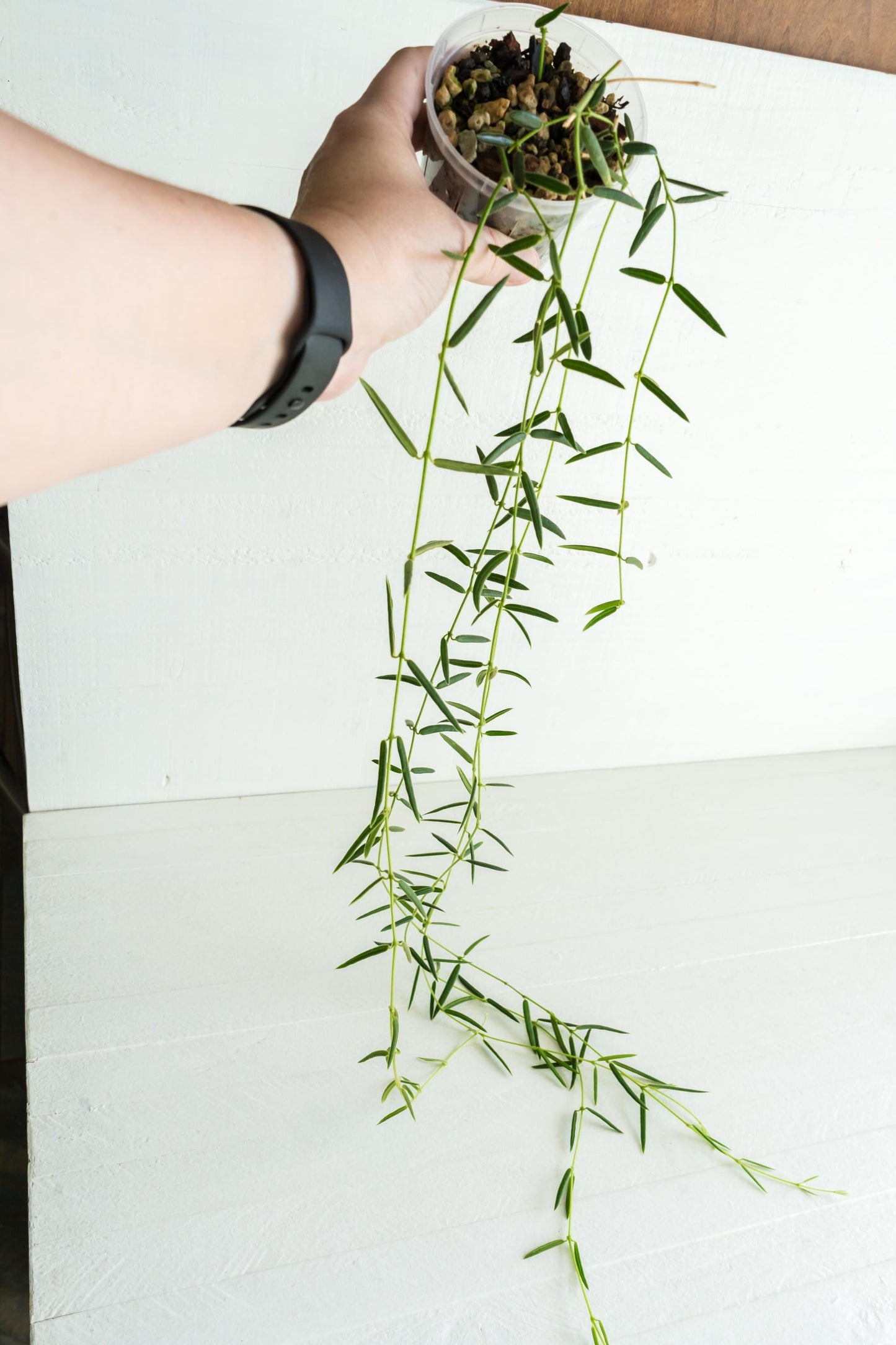 Hoya Linearis | 3-Inch