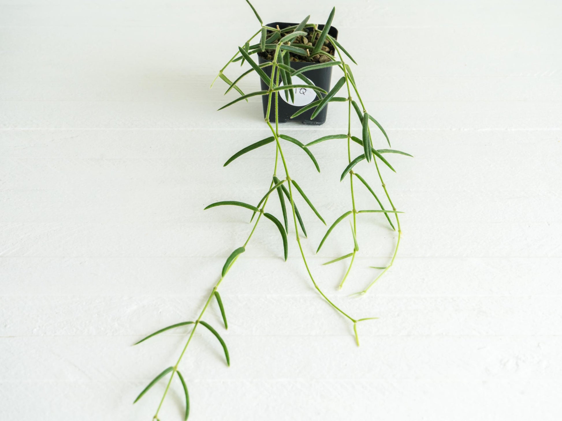 Hoya Linearis | 2-Inch