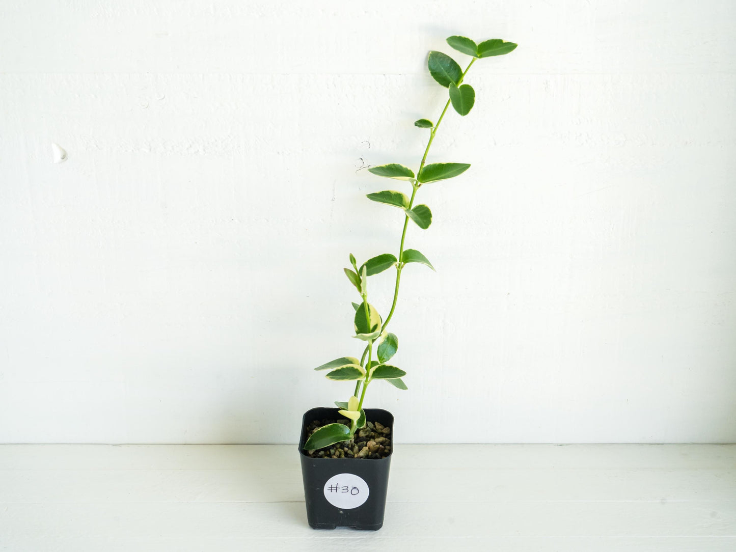 Hoya Cumingiana Albo | Outer Variegated | 2-Inch