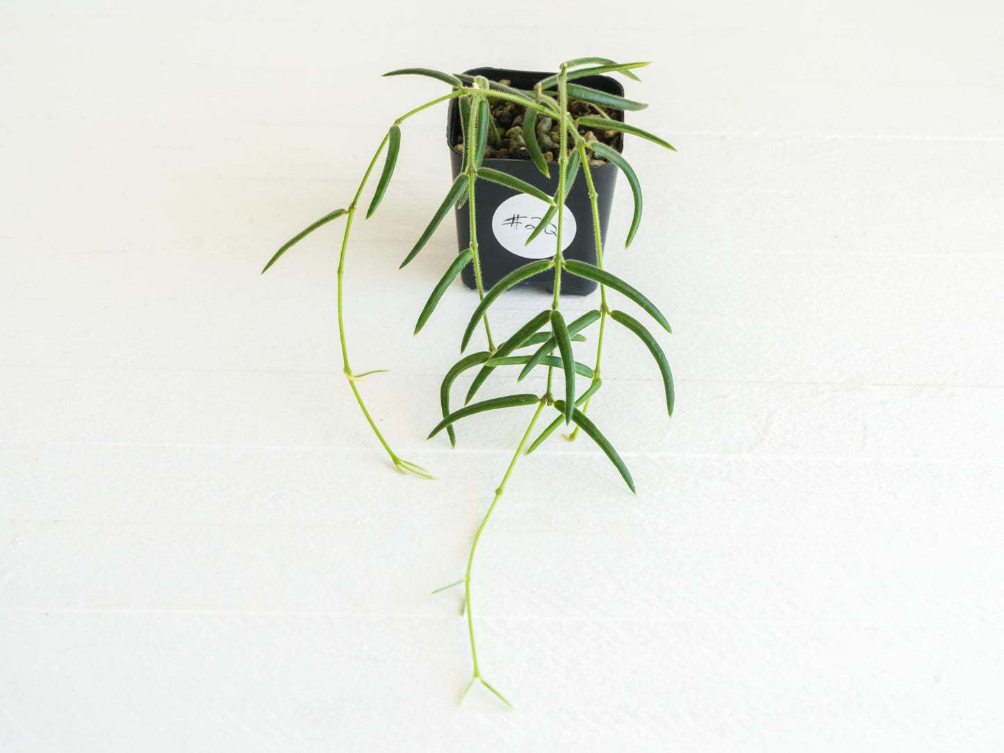 Hoya Linearis | 2-Inch