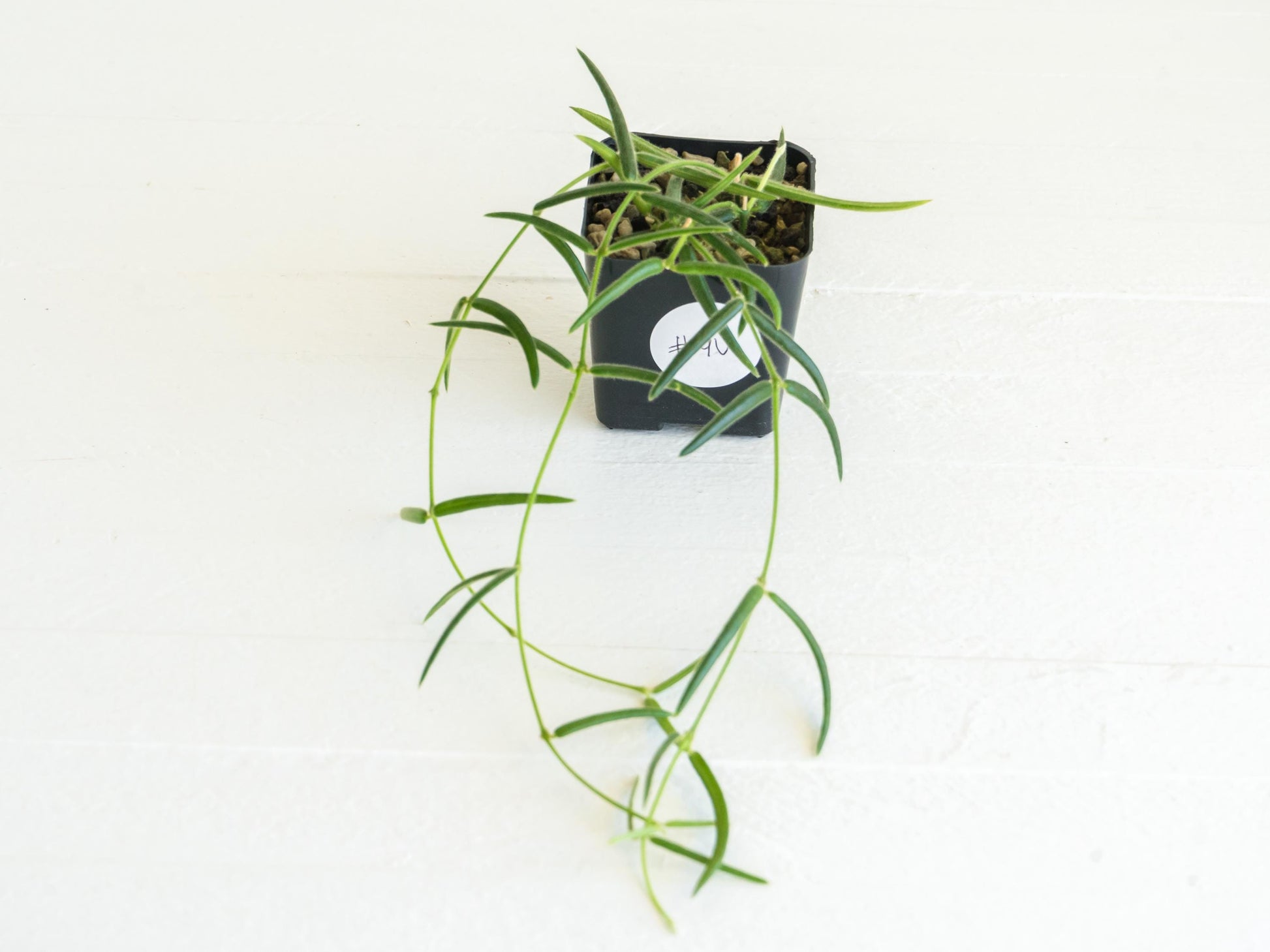 Hoya Linearis | 2-Inch