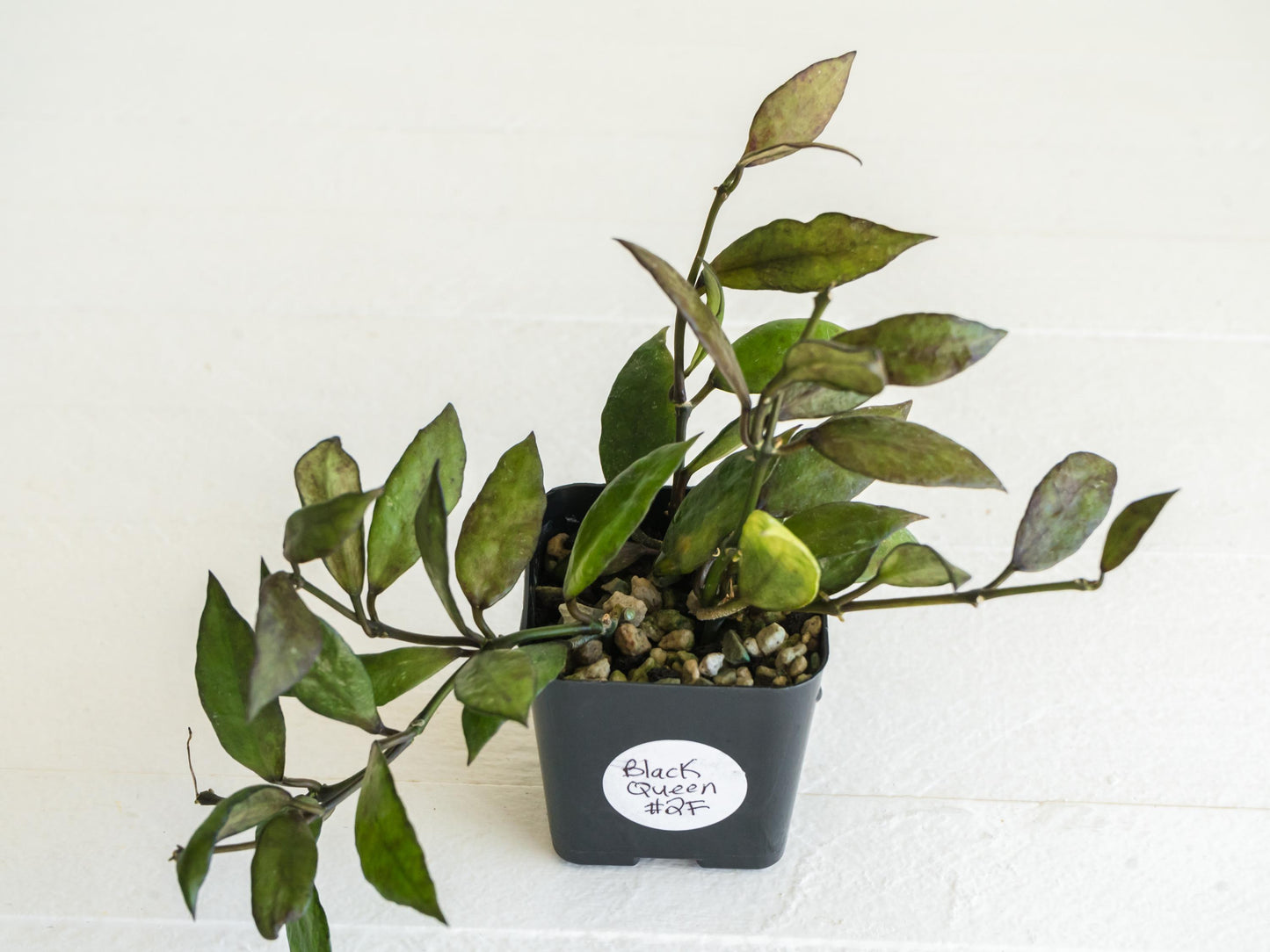 Hoya Lacunosa Black Queen | 2-Inch