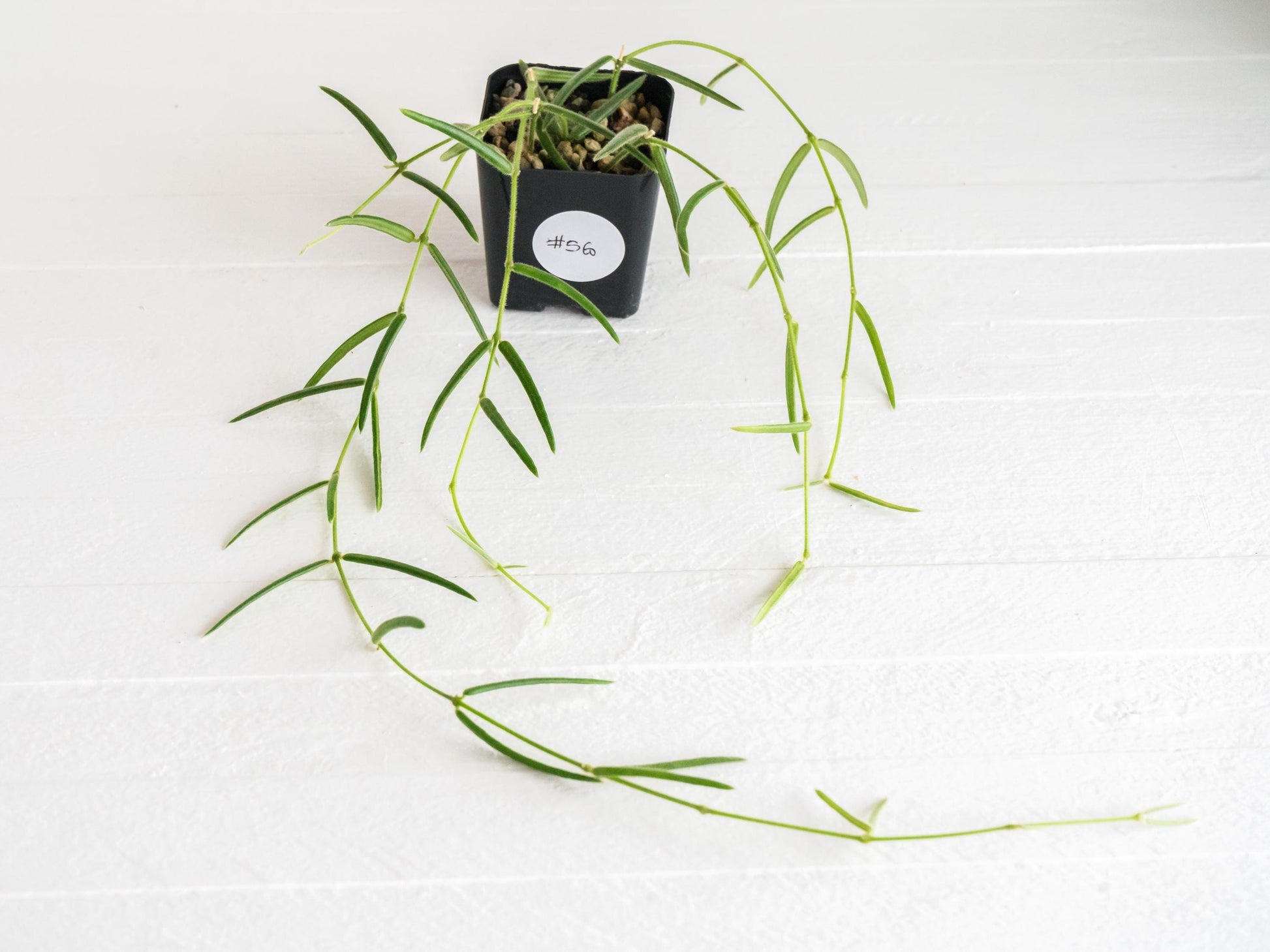 Hoya Linearis | 2-Inch