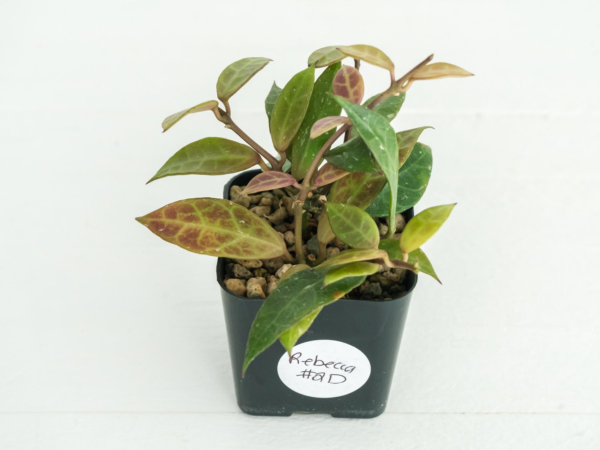 Hoya Rebecca | 2-Inch