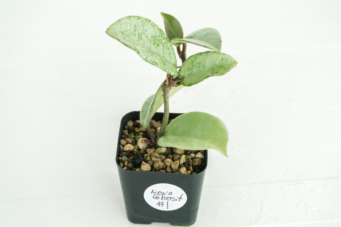 Hoya Nova Ghost | 2-Inch