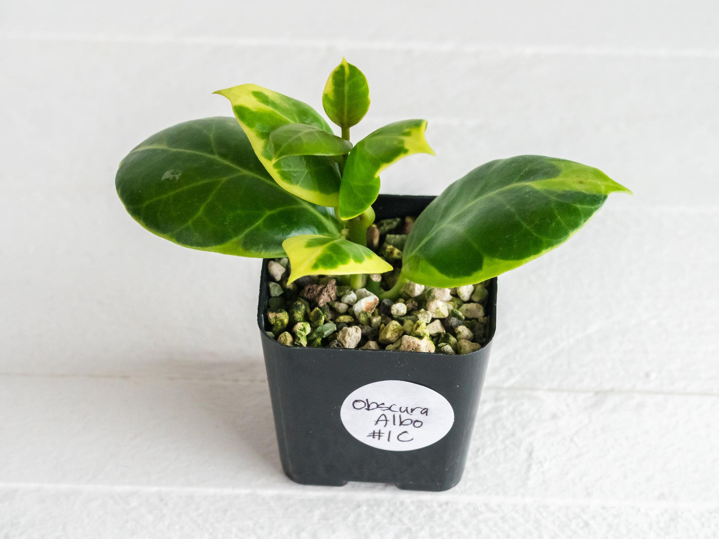 Hoya Obscura Albo | 2-Inch