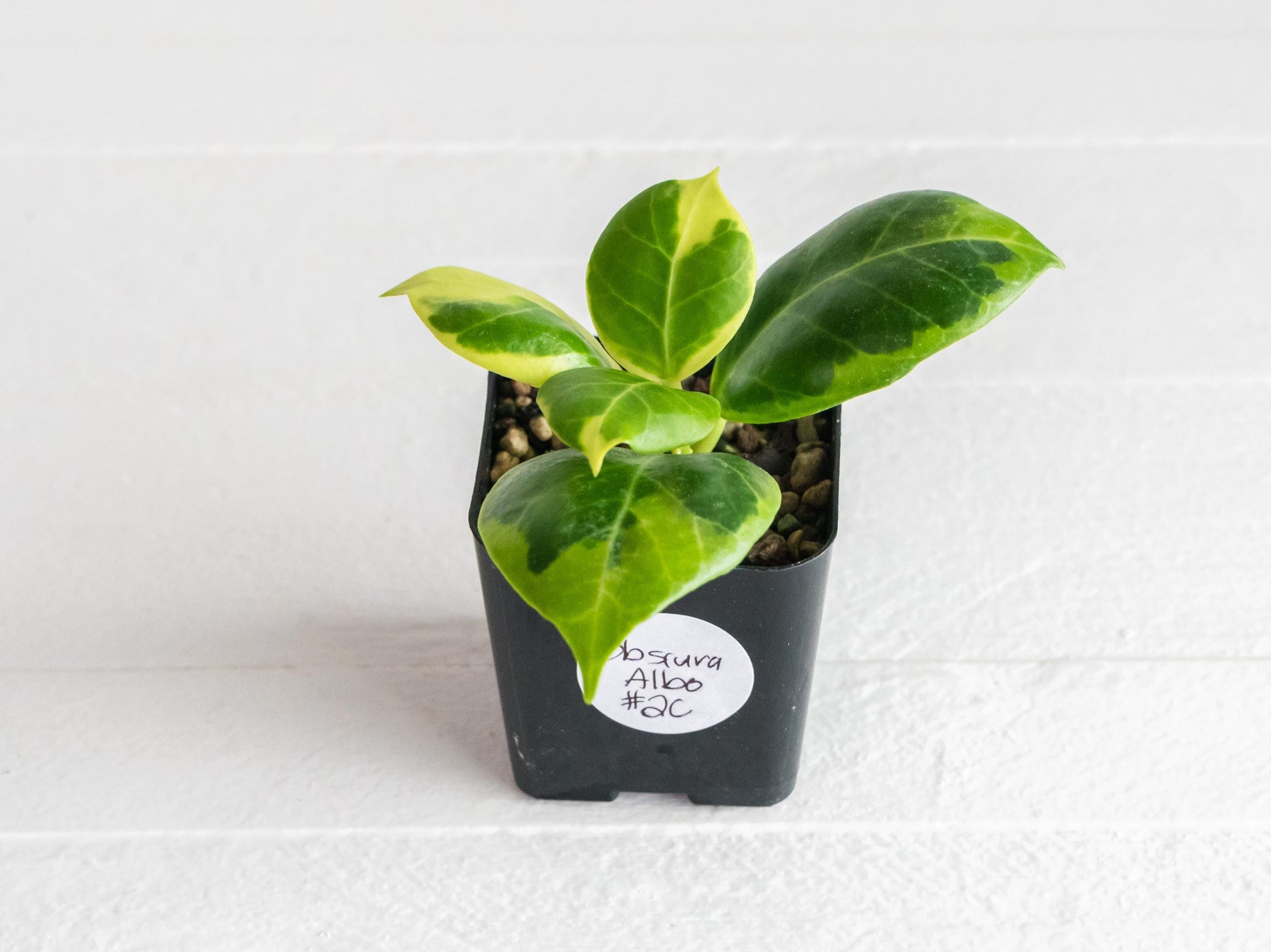 Hoya Obscura Albo | 2-Inch