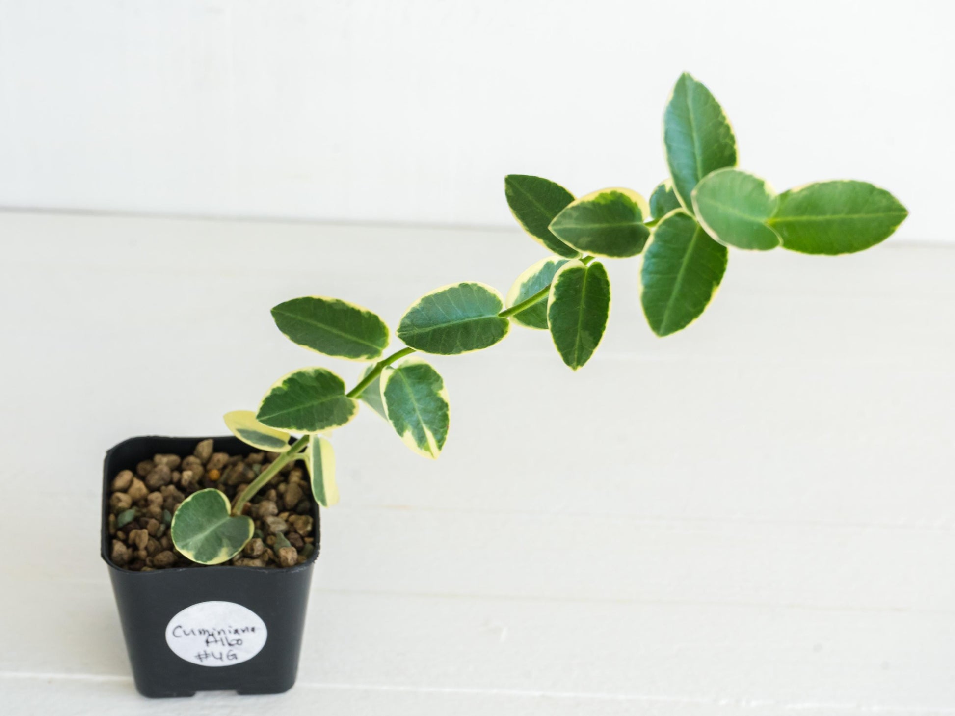 Hoya Cumingiana Albo | Outer Variegated | 2-Inch