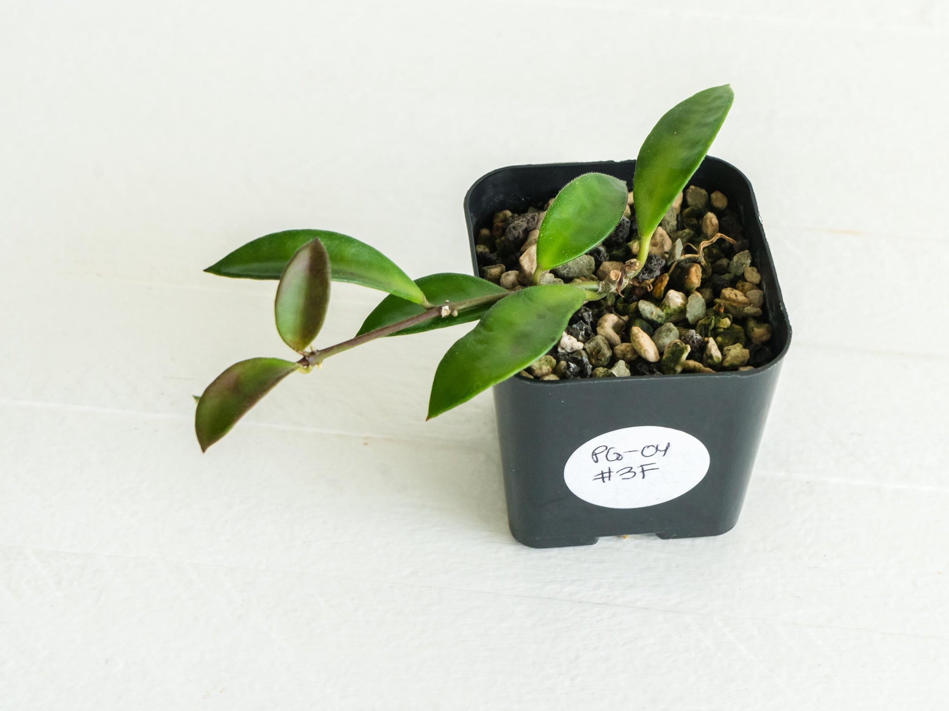 Hoya EPC-319 PG-04 | Mini wayetii or kentiana | 2-Inch