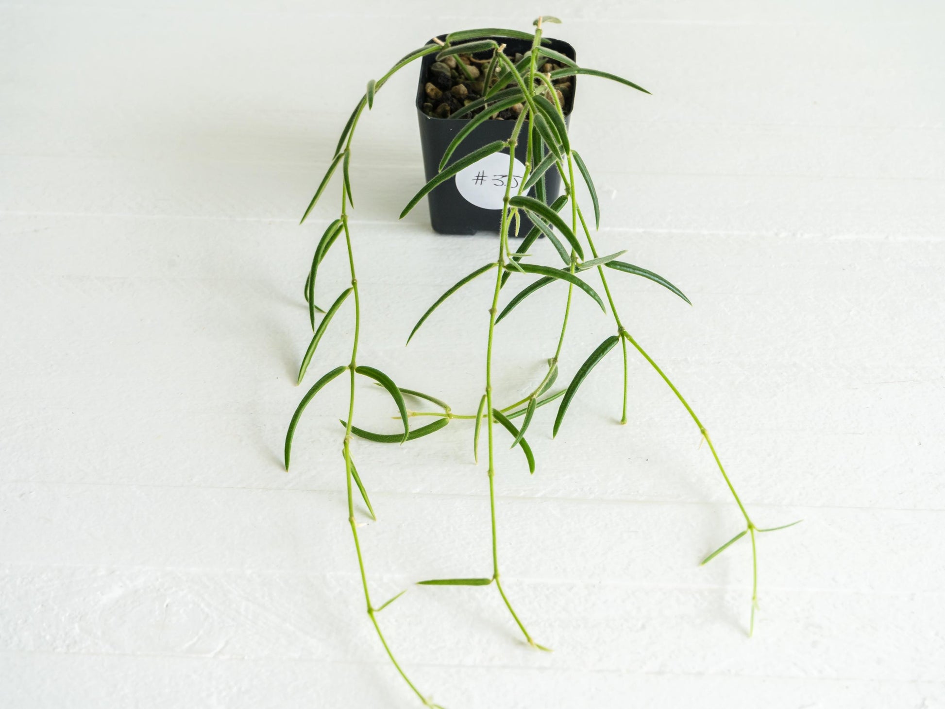 Hoya Linearis | 2-Inch