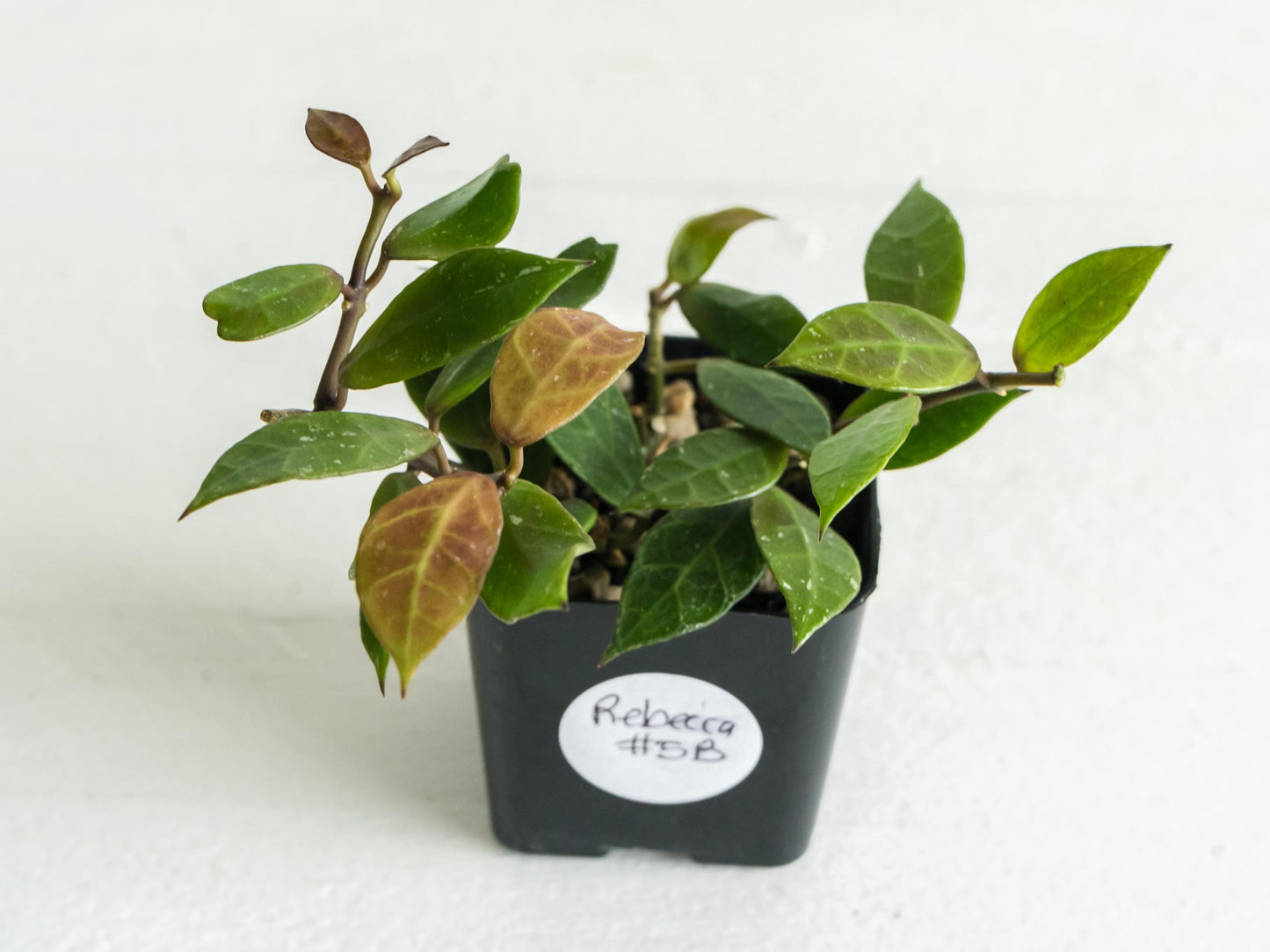 Hoya Rebecca | 2-Inch