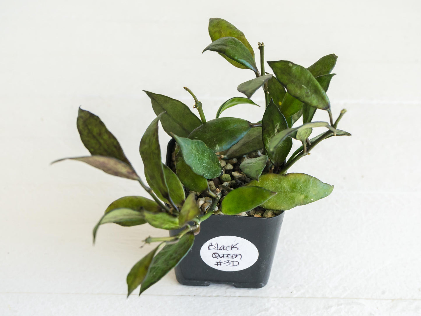 Hoya Lacunosa Black Queen | 2-Inch