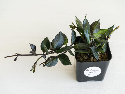 Hoya Krohniana Black | 2-Inch