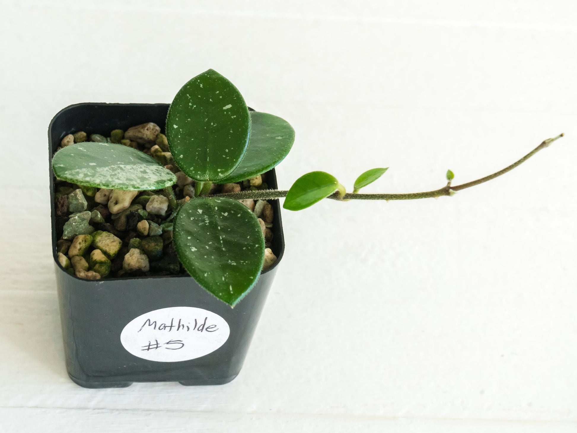 Hoya 'Mathilde' | 2-Inch