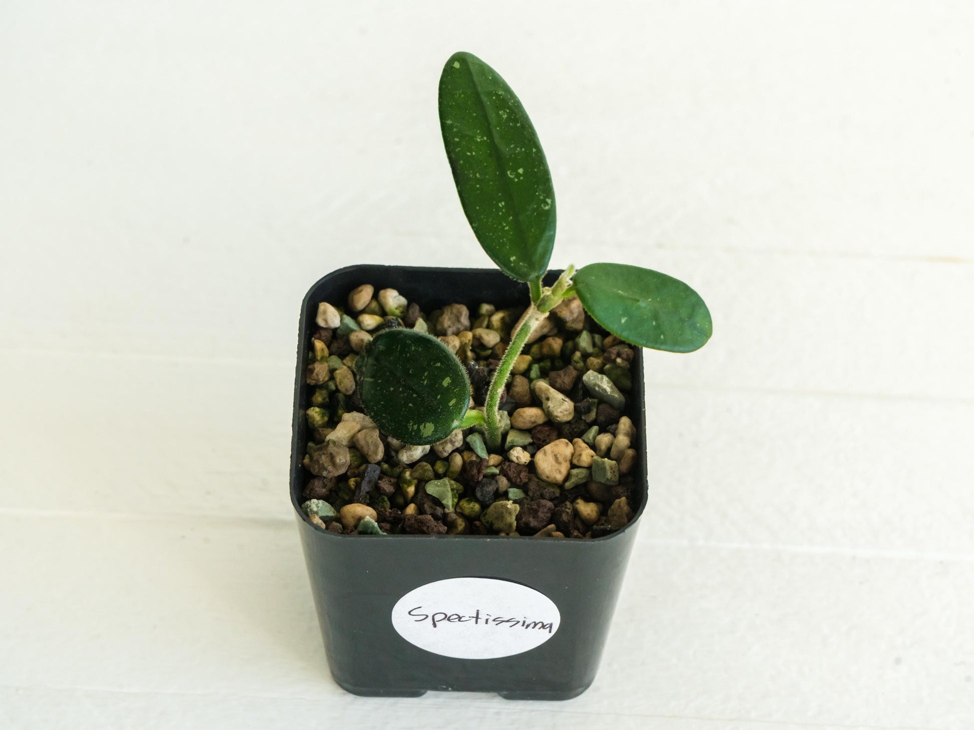 Hoya spectatissima | 2-Inch