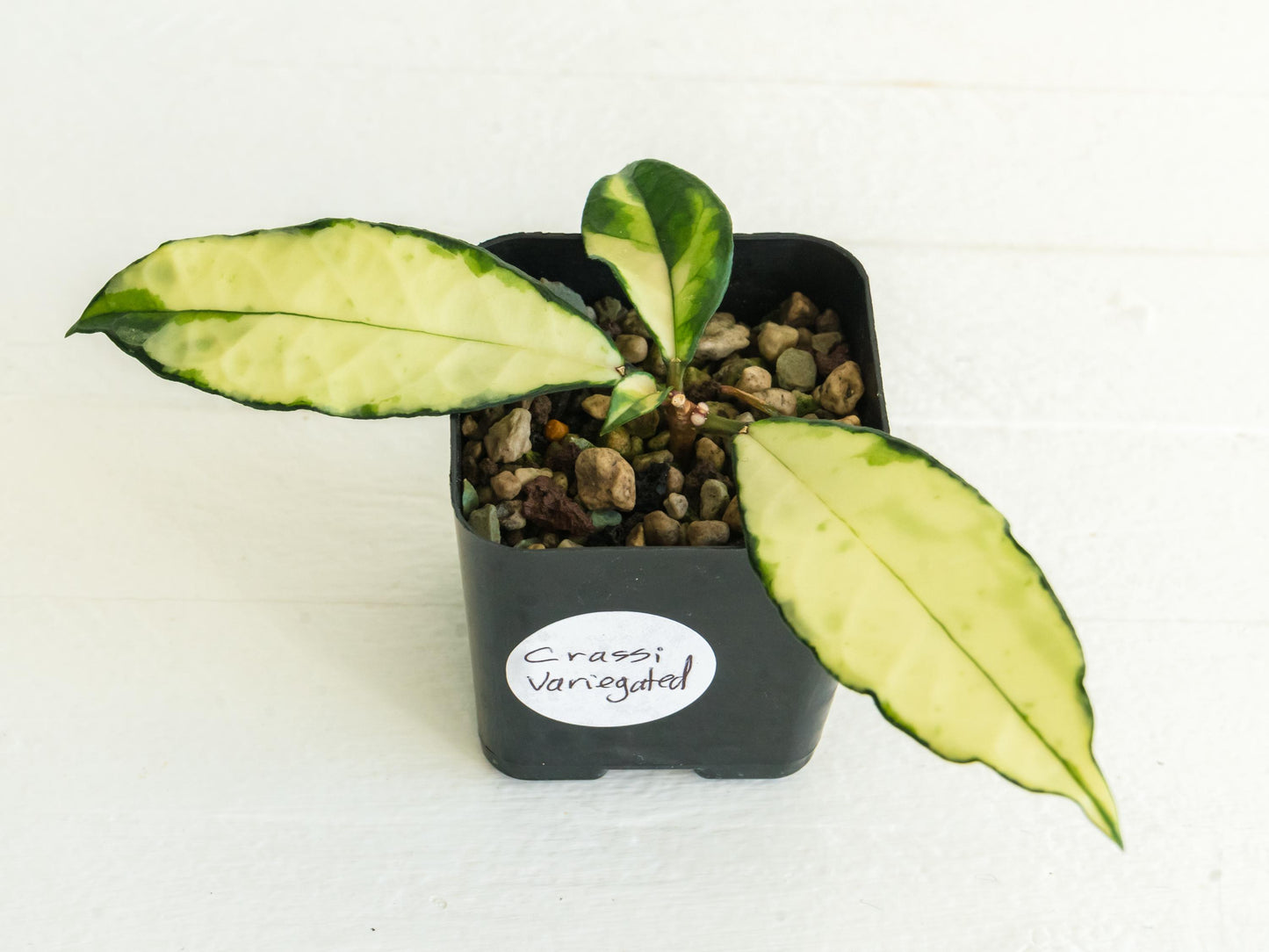 Hoya crassipetiolata (Inner Variegated) | 2-Inch