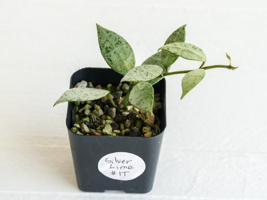 Hoya Lacunosa Silver Lime | 2-Inch