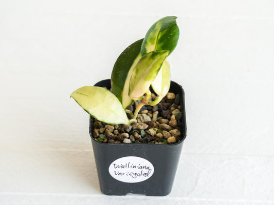 Hoya Walliniana Variegated | 2-Inch