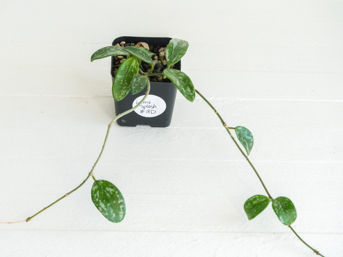 Hoya lima (Splash) | 2-Inch