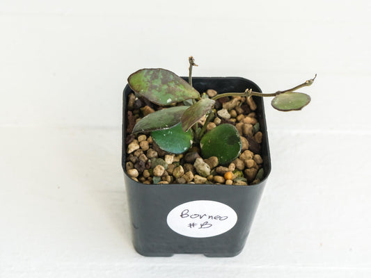 Hoya borneo (Small Leaf) | 2-Inch