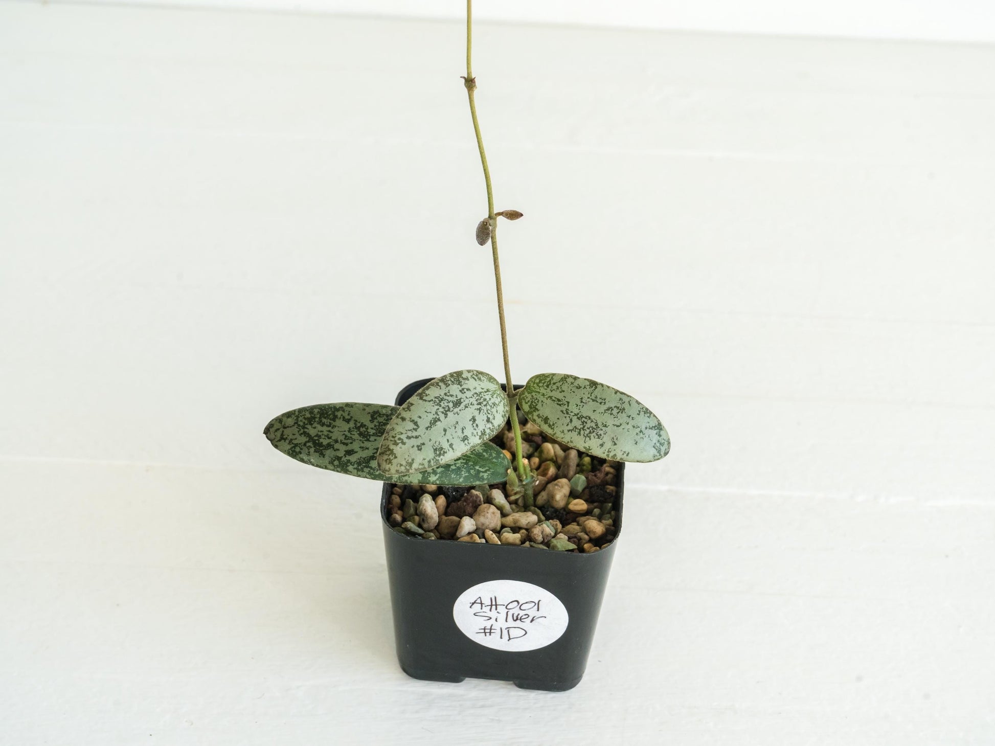 Hoya Sigillatis Round Leaf aka Sigillatis Silver AH001 | 2-Inch