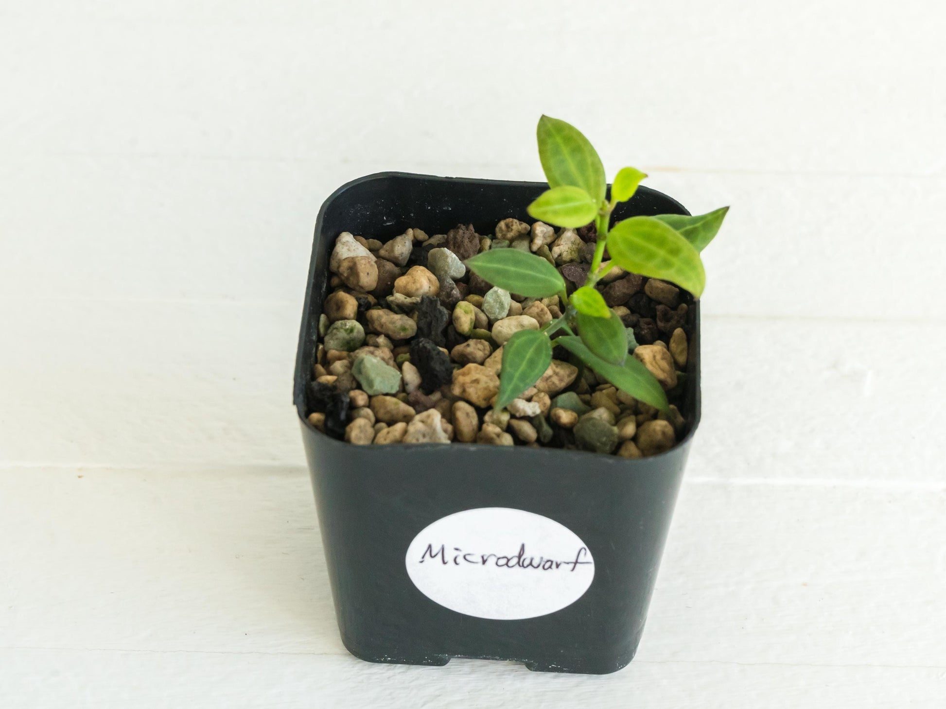 Hoya Microdwarf | 2-Inch