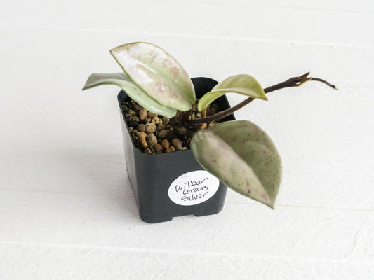 Hoya carnosa 'Wilbur Graves' (Silver) | 2-Inch